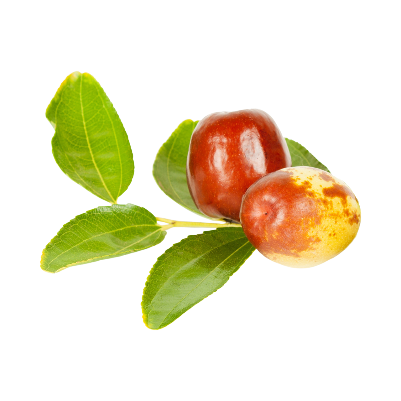 Jujube