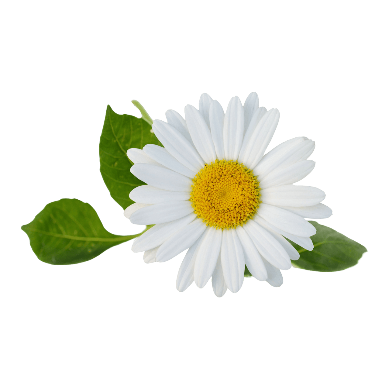 Chamomile