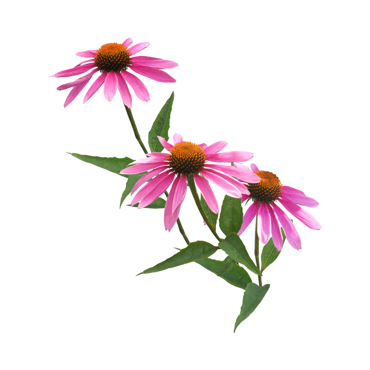 Echinacea