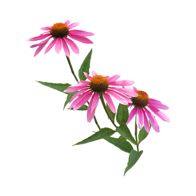 Echinacea