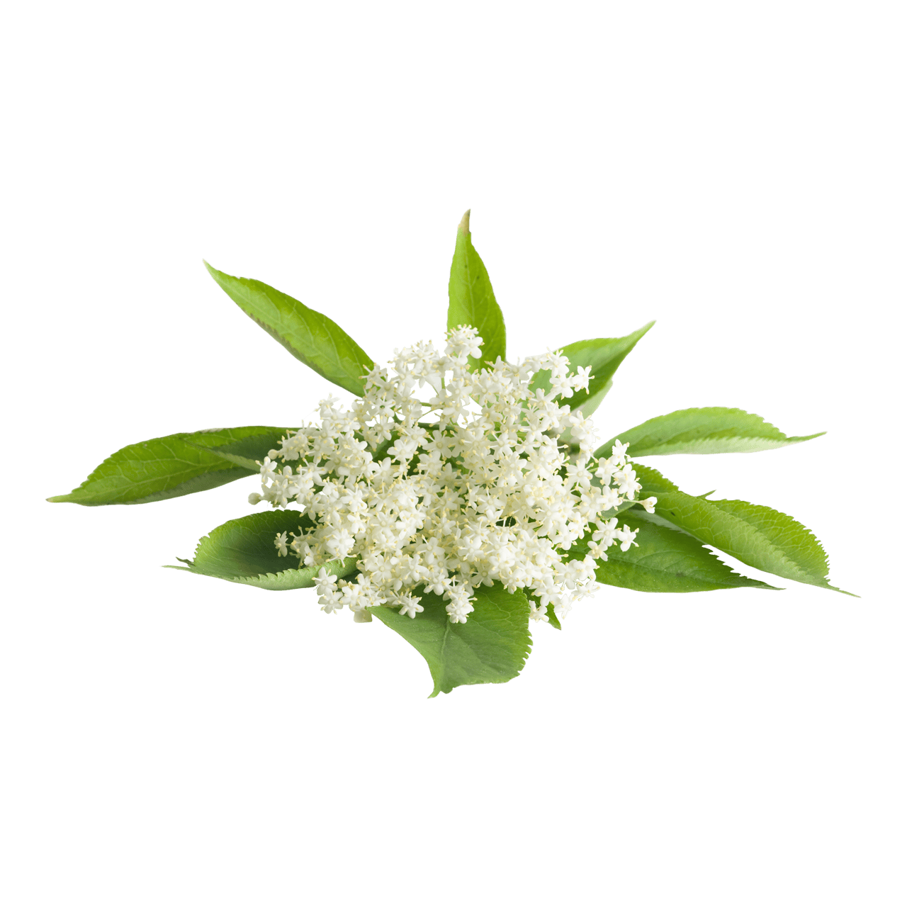 Elder Flowers