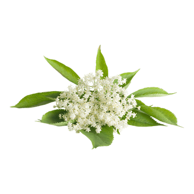 Elderflowers