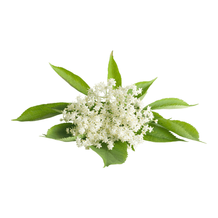 Elderflowers