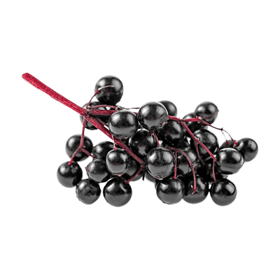 Black Elderberry