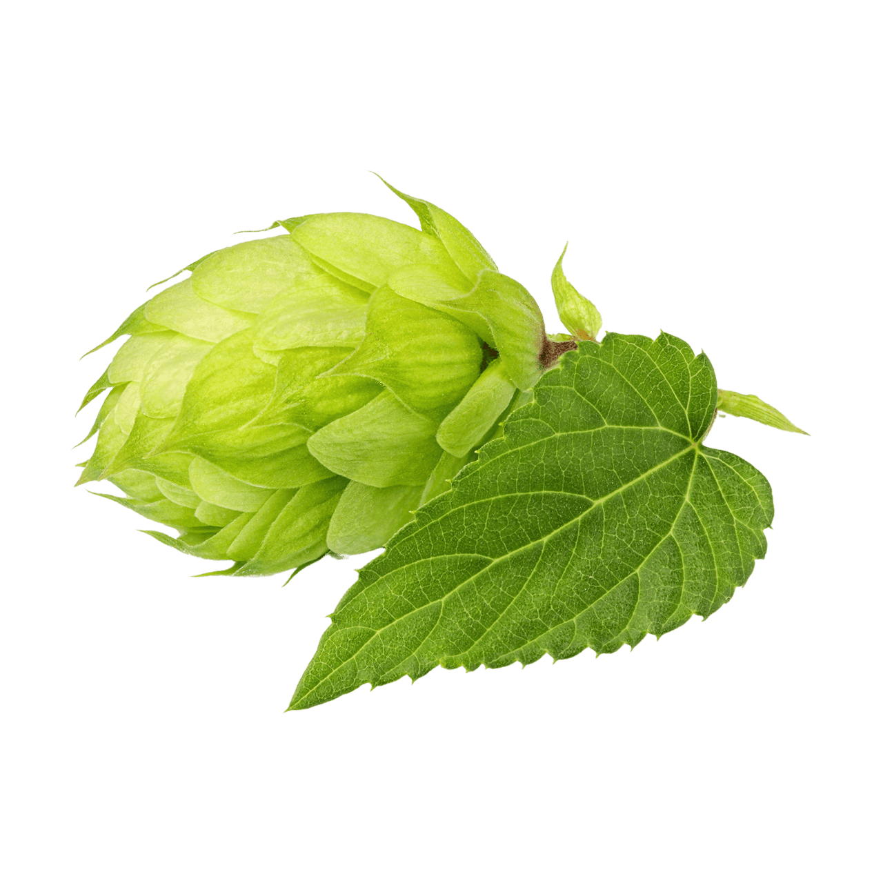 Hops