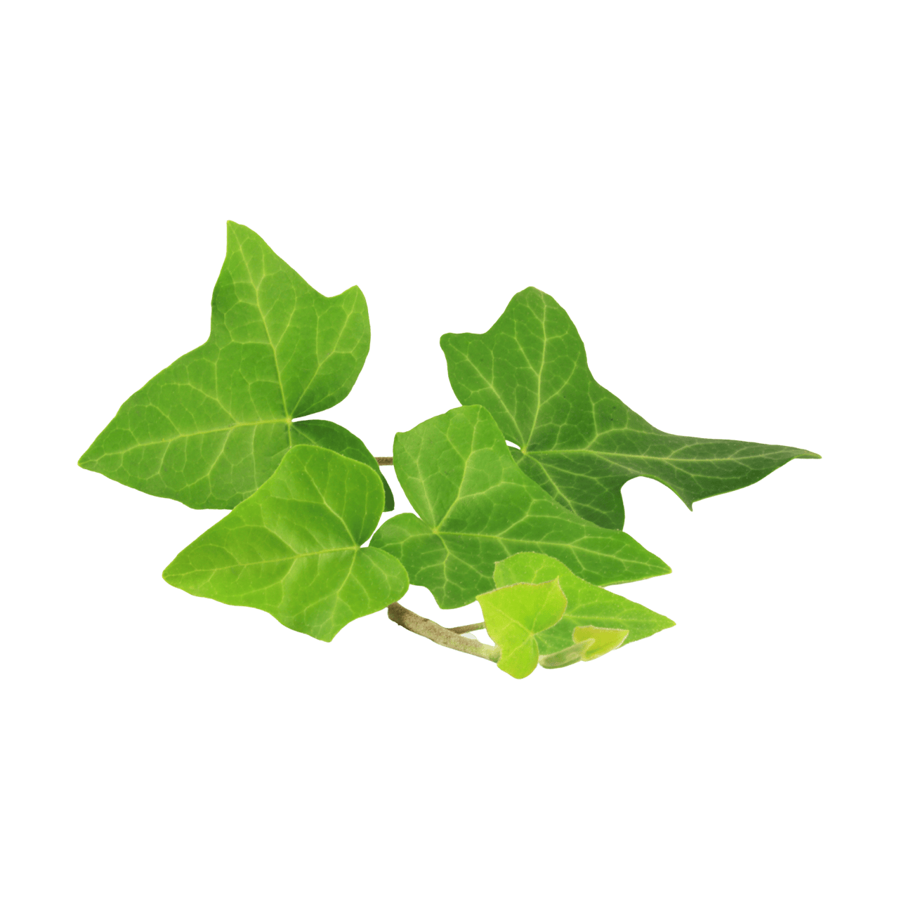 Ivy Leaf