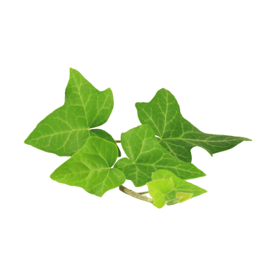Ivy Leaf