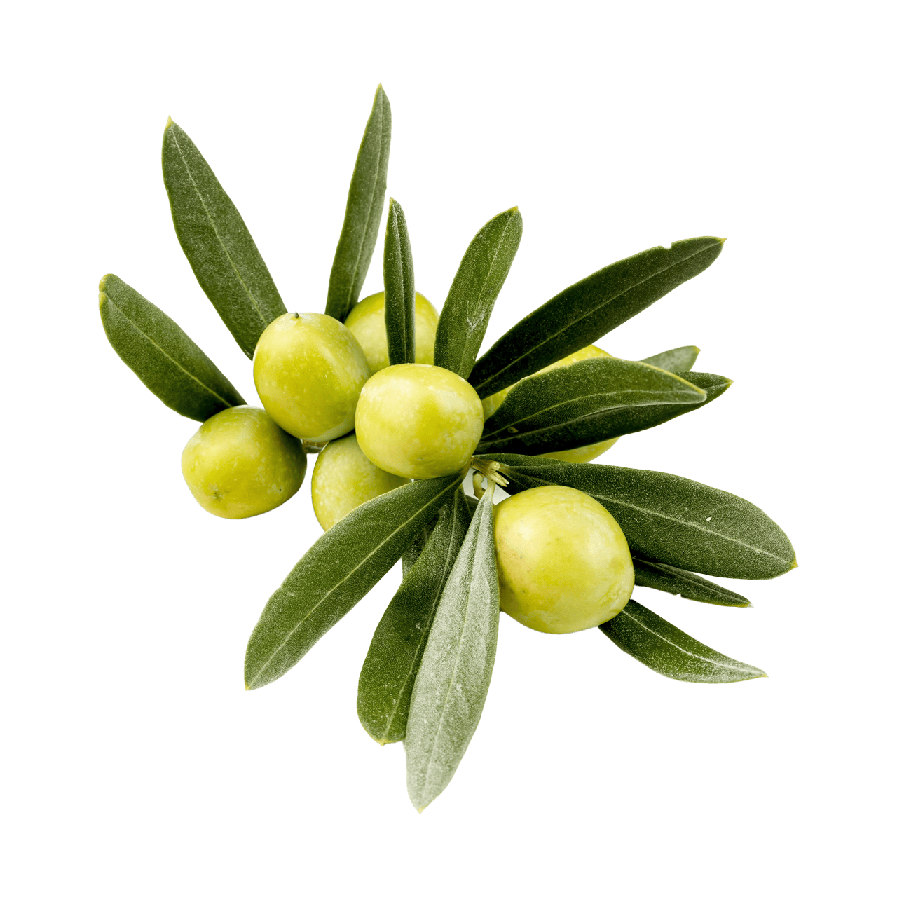 Olive Leaf