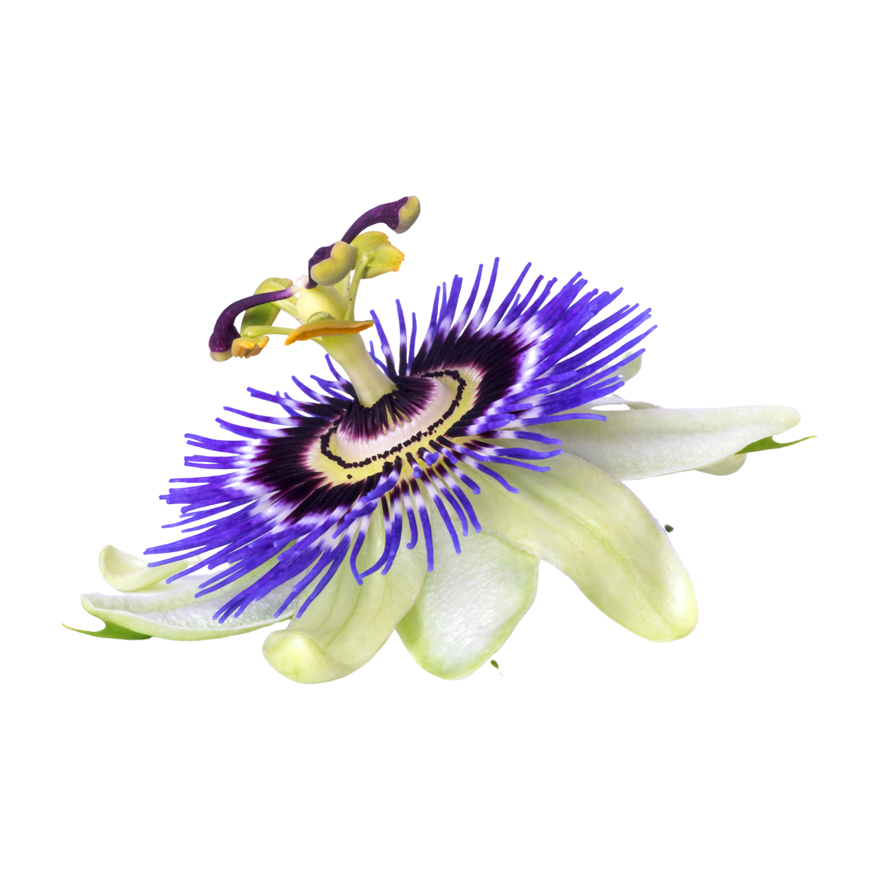 Passionflower