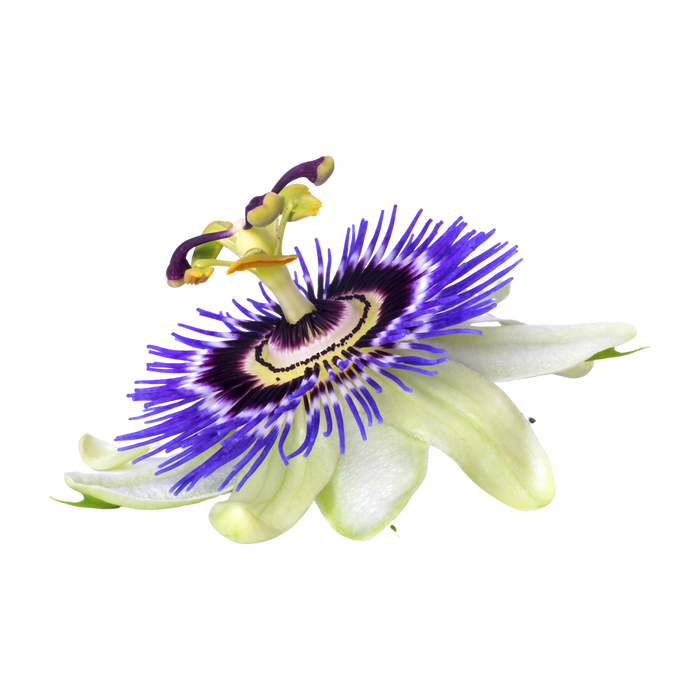Passionflower