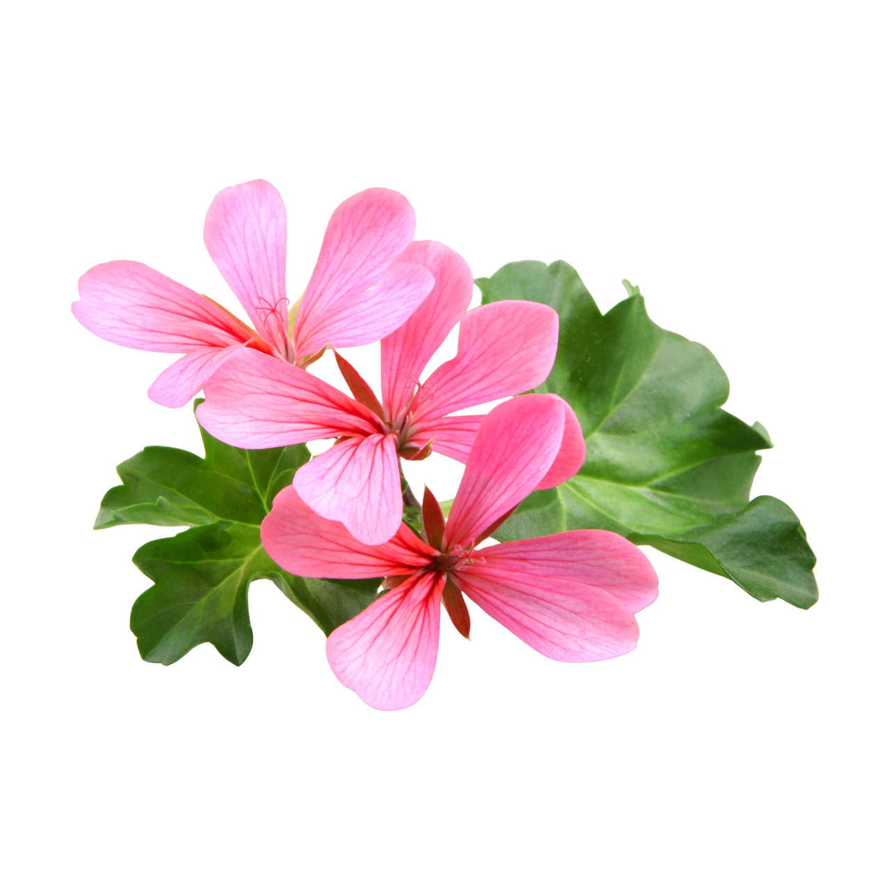 Pelargonium