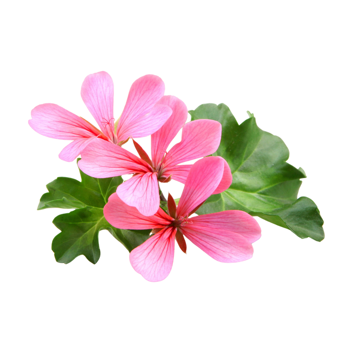 Pelargonium