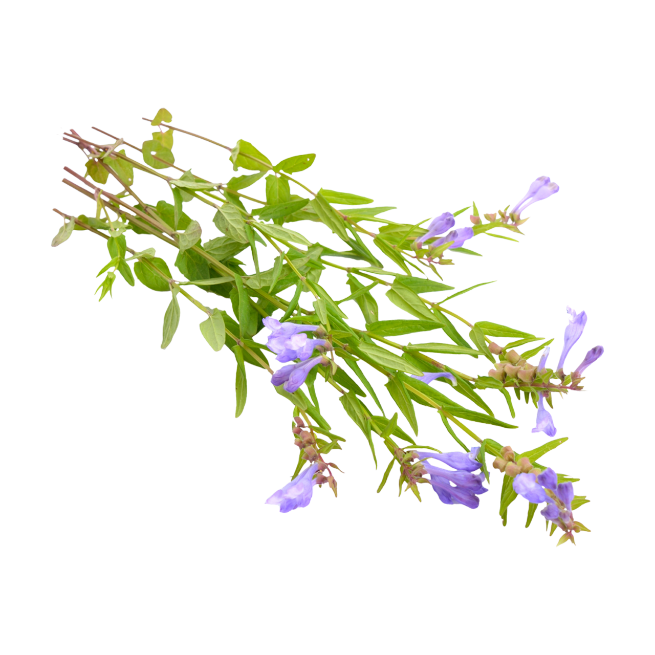 Skullcap