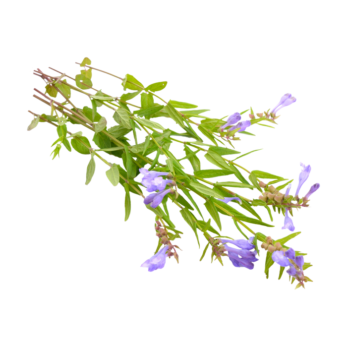 Skullcap