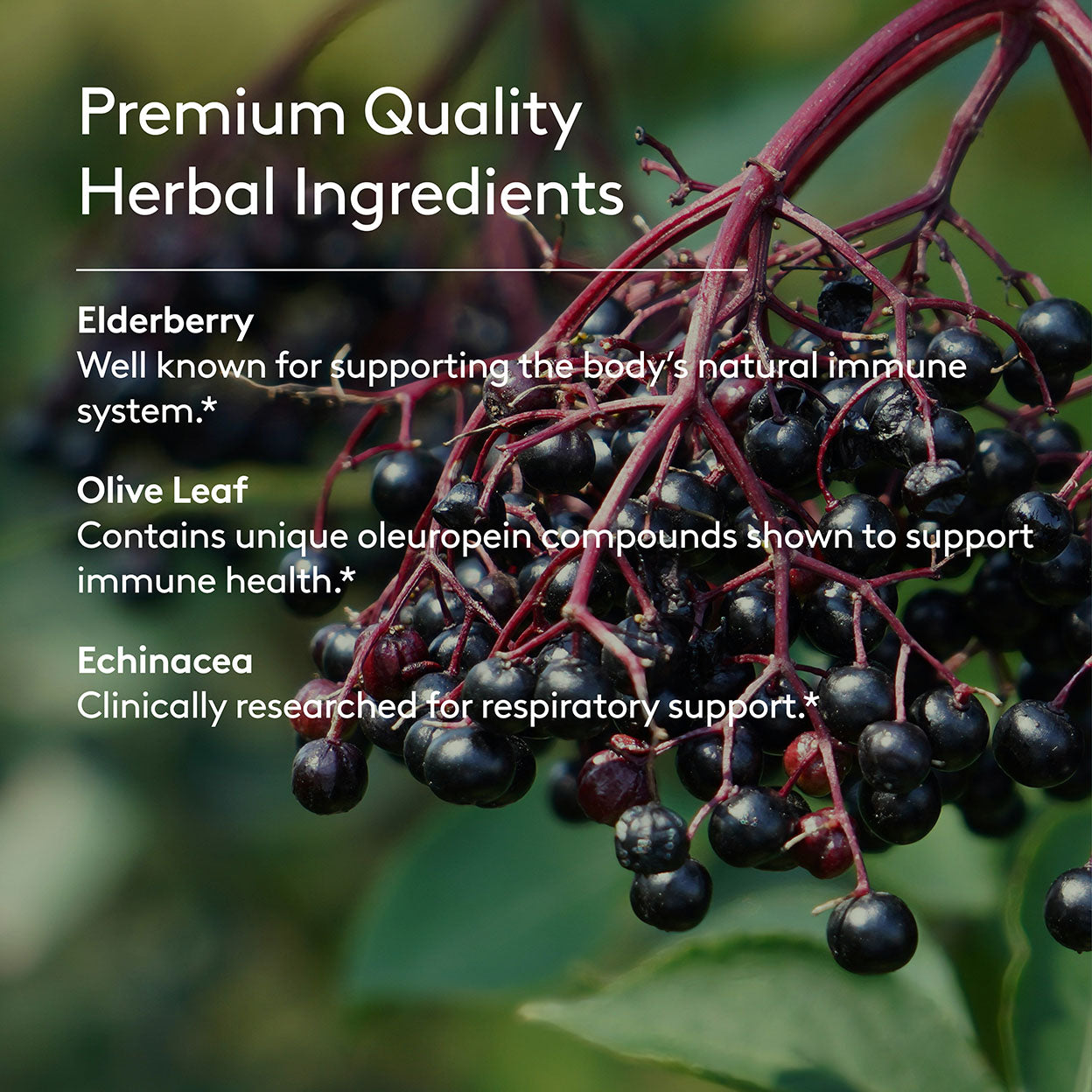 Immune + Wellbeing