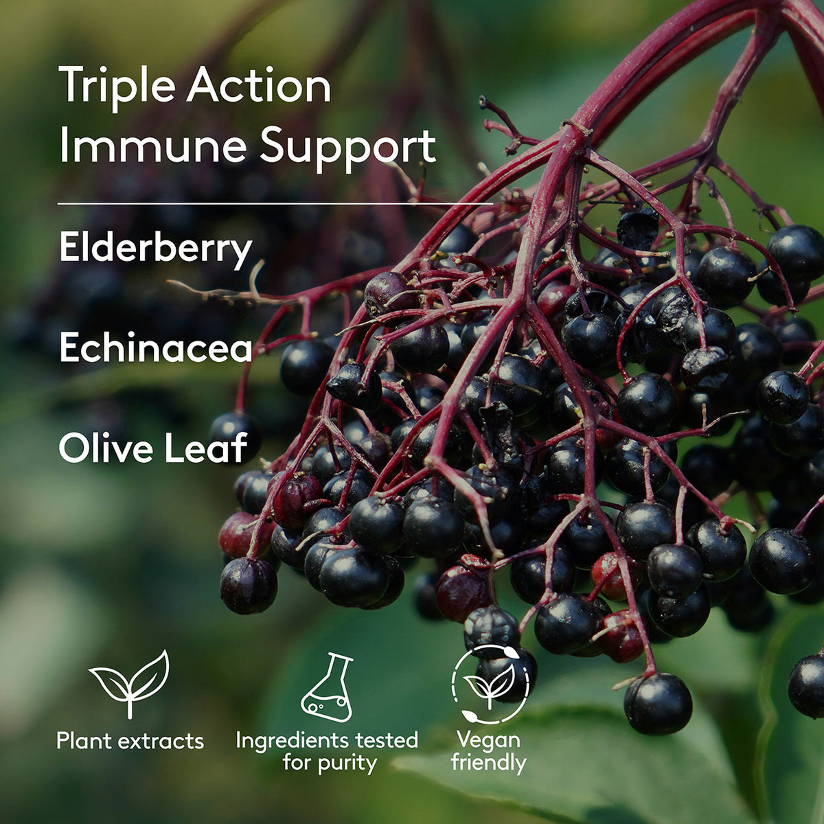 Elderberry, Echinacea, olive leaf Immune support Harker Herbals