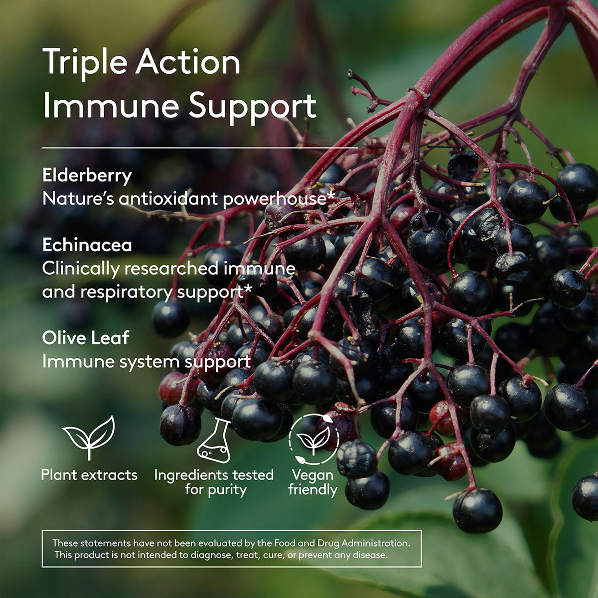 Elderberry with text about triple action immune support and its benefits. Triple Action Immunity 